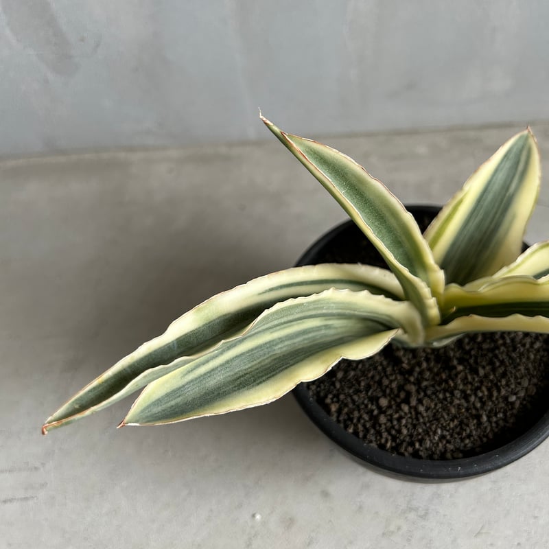 サンセベリア カタナ クリーム斑入り | ソレトナ植物店