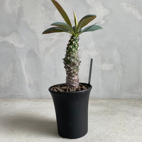 パキポディオイデス　現地球　発根済み euphorbia pachypodioides《M size 》※現地球発根後店主国内管理
