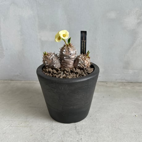 ユーフォルビア | STORES