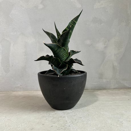 サンセベリアロリダ | STORES