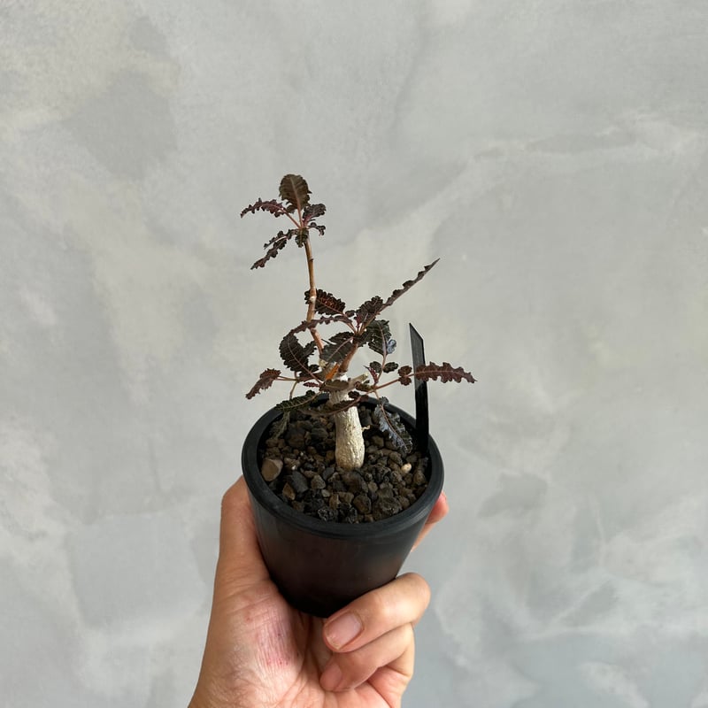 ボスウェリア ソコトラ×ナナ | ソレトナ植物店