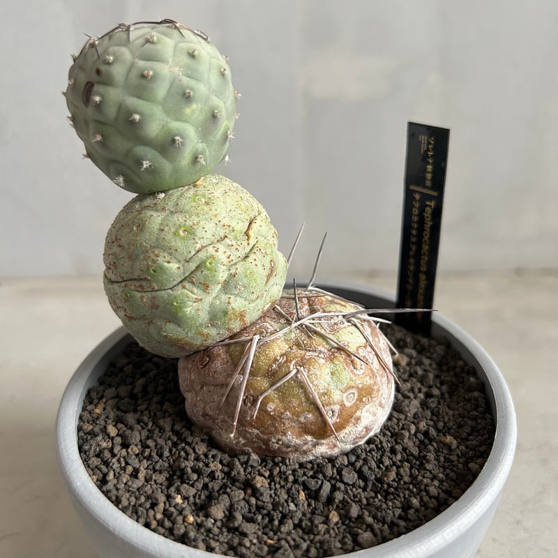 テフロカクタス ゲオメトリクス | ソレトナ植物店