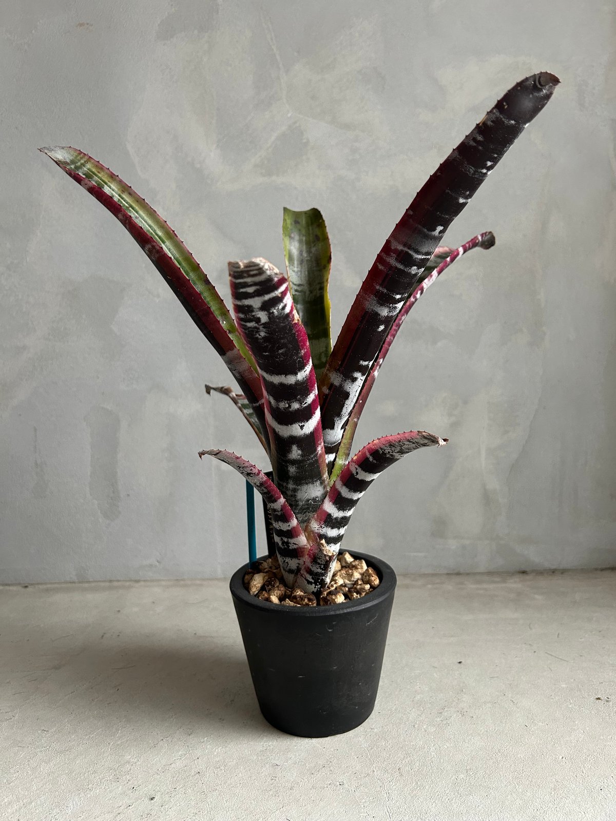 希少　Aechmea Otto エクメア　オットー　超美株　タンクブロメリア Aechmea Otto 【artPLANTs】エクメア/タンクブロメリア