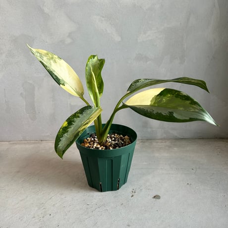 アグラオネマピクタム | STORES