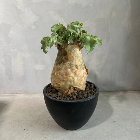 キフォステンマ　マクロプス 現地球 6a7b92627a4e89610b0abc915805fa