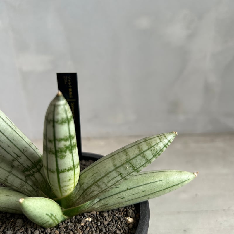 サンセベリア ボンセレンシス プラチナム クロス | ソレトナ植物店
