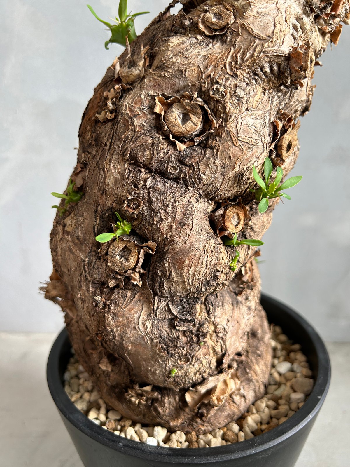 ムランジーナ発根済みです！ ユーフォルビア ムランジーナ (発根済み) | ソレトナ植物店