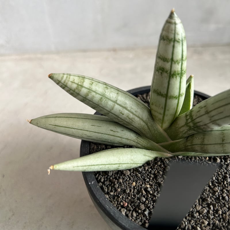 サンセベリア ボンセレンシス プラチナム クロス | ソレトナ植物店