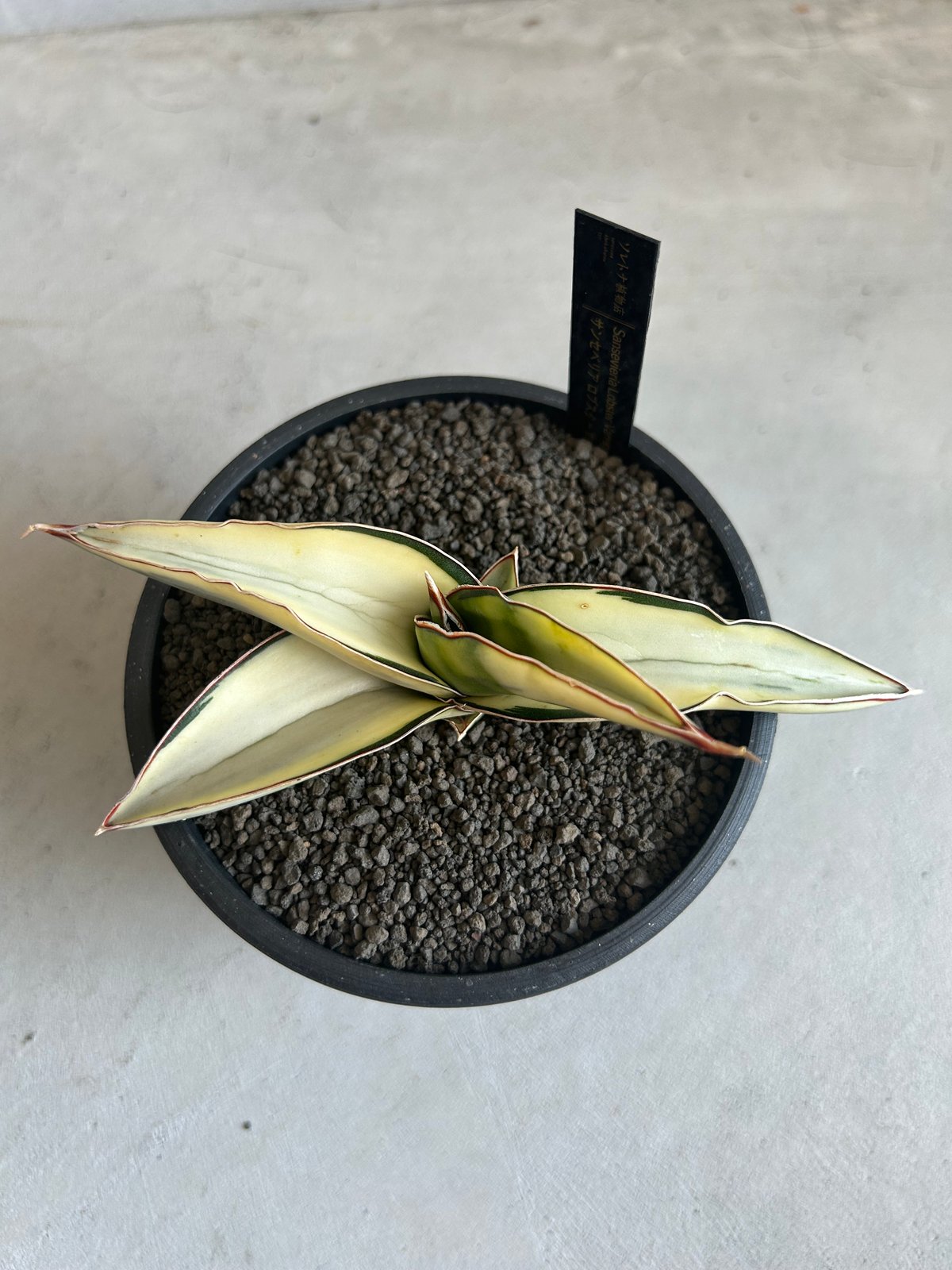 サンセベリア ロブスター 斑入り | ソレトナ植物店