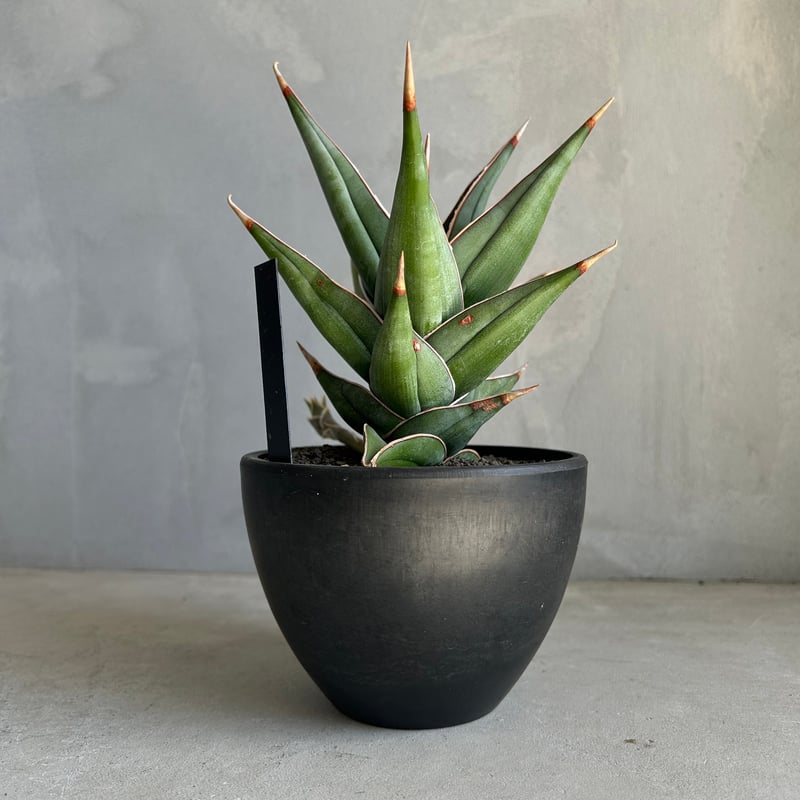 サンセベリア ピングイキュラ 斑入り | ソレトナ植物店