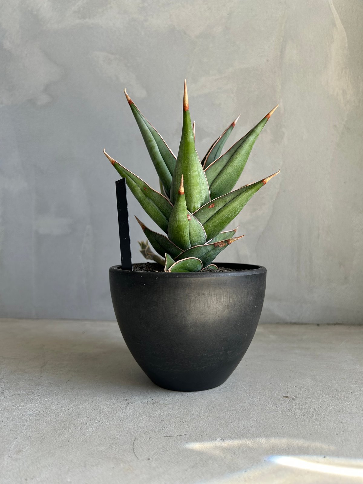 サンセベリア ピングイキュラ 斑入り | ソレトナ植物店