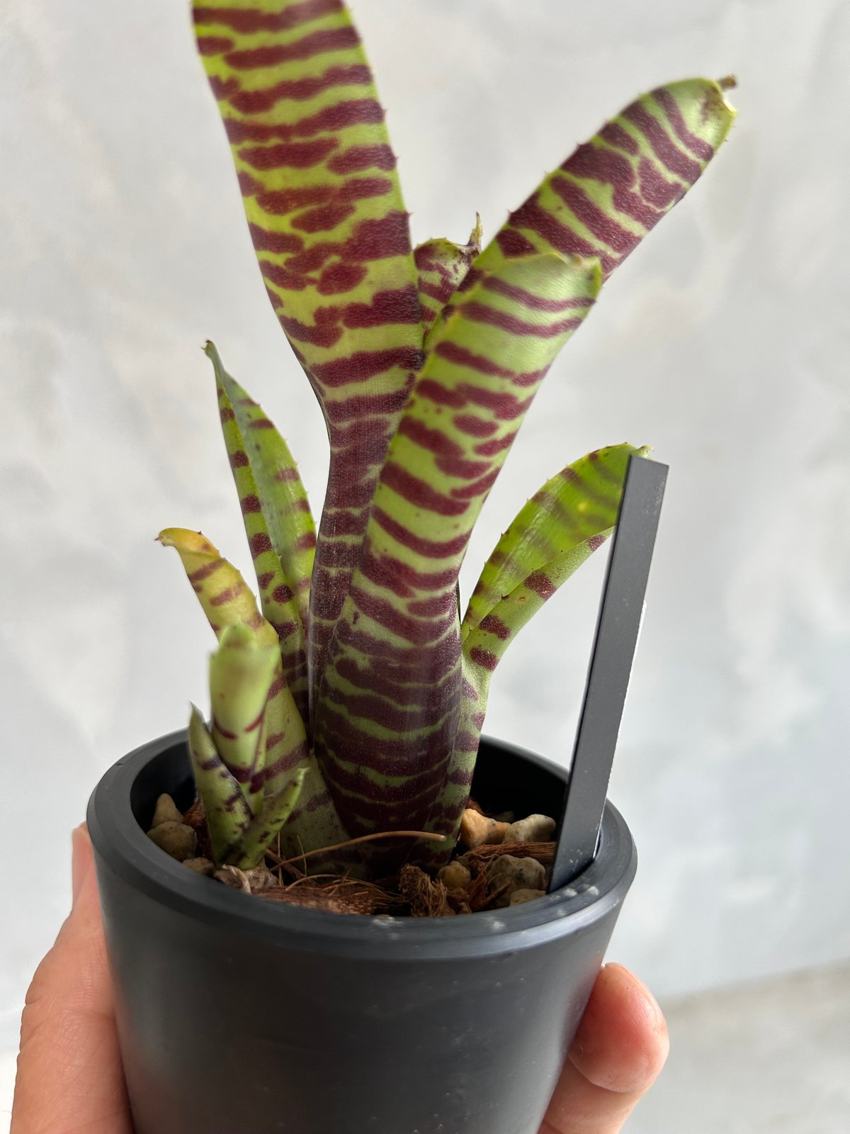 ネオレゲリア　ウィルソニアナ　ブラックフォーム　希少種 ネオレゲリア ウィルソニアナ ブラックフォーム 希少種