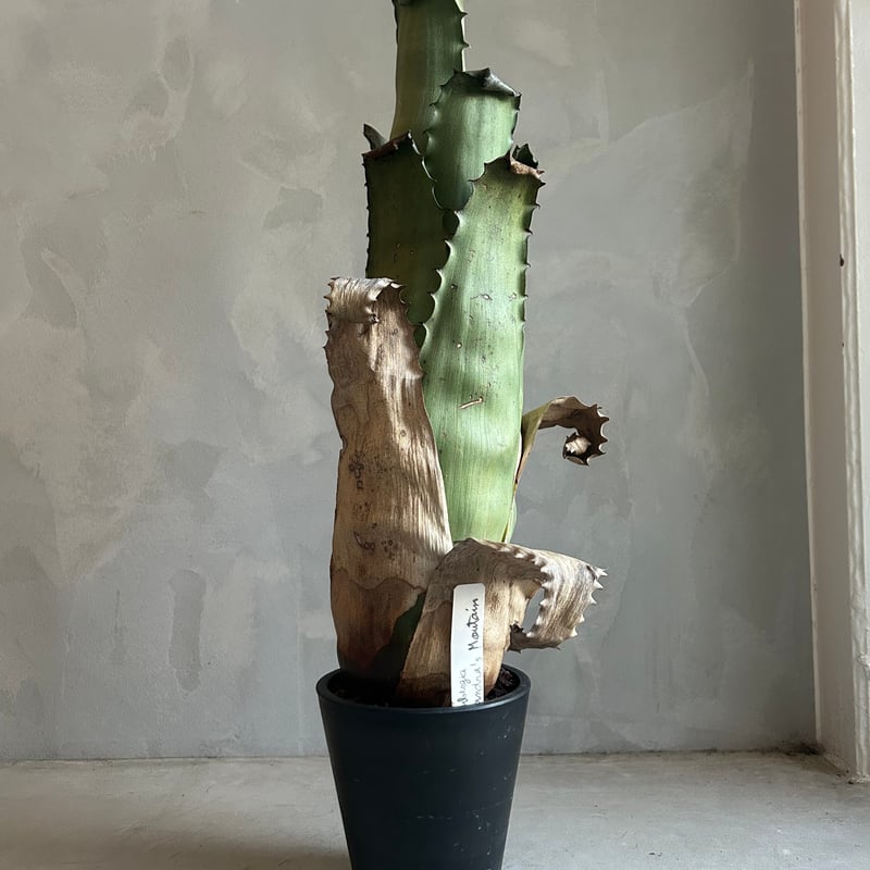 ホヘンベルギア サンドラズマウンテン | ソレトナ植物店