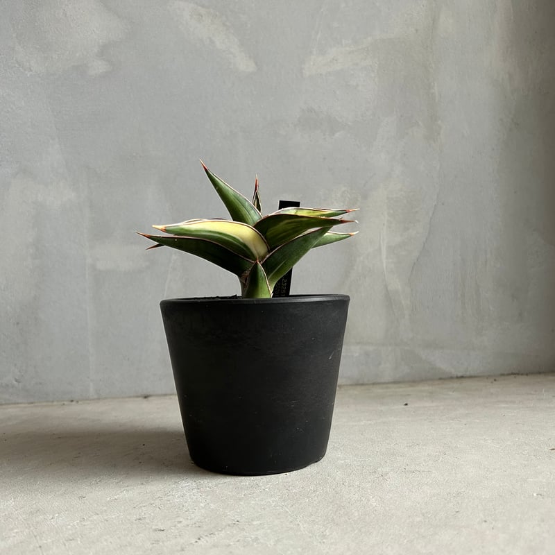 サンセベリア lav.23251 | ソレトナ植物店