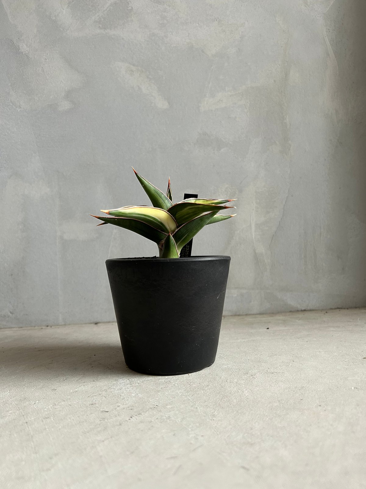 サンセベリア lav.23251 | ソレトナ植物店