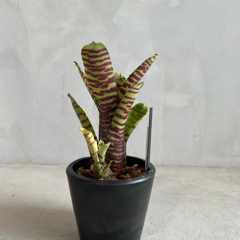 ネオレゲリア ブラック ホール | ソレトナ植物店
