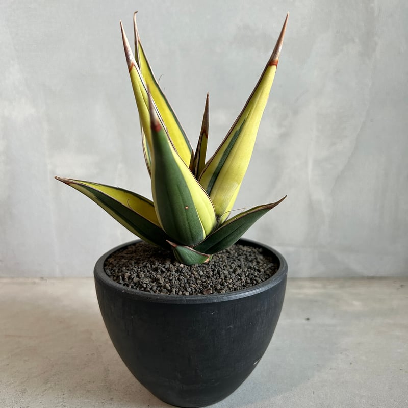 サンセベリア ピングイキュラ 斑入り | ソレトナ植物店