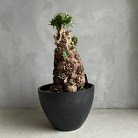 ユーフォルビア ムランジーナ (発根済み) | ソレトナ植物店