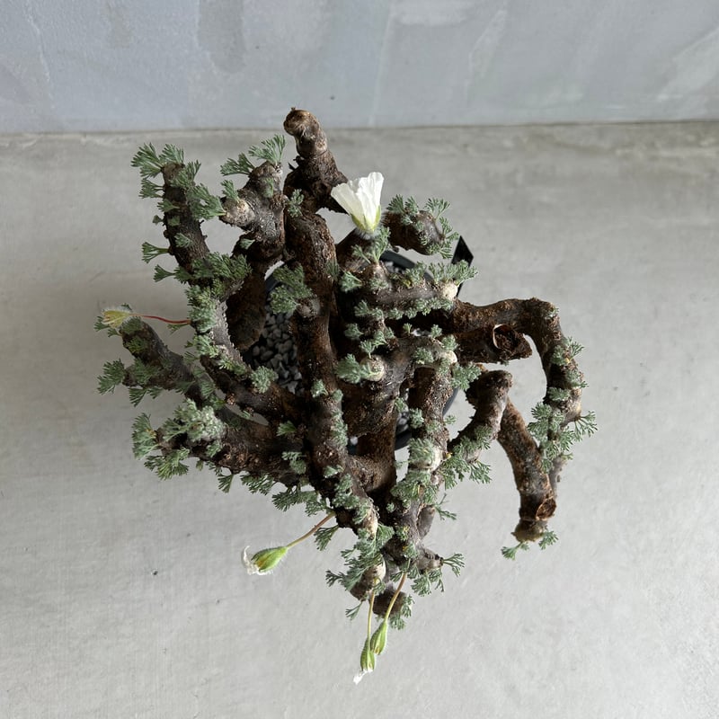 モンソニア ムルチフィダ | ソレトナ植物店