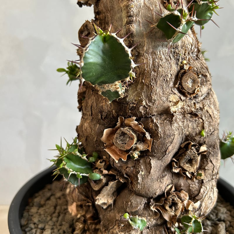 ユーフォルビア ムランジーナ (発根済み) | ソレトナ植物店