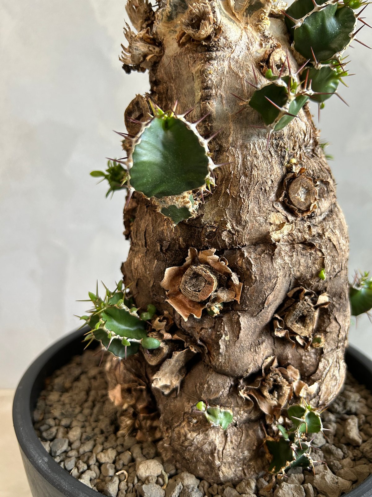 ユーフォルビア ムランジーナ (発根済み) | ソレトナ植物店