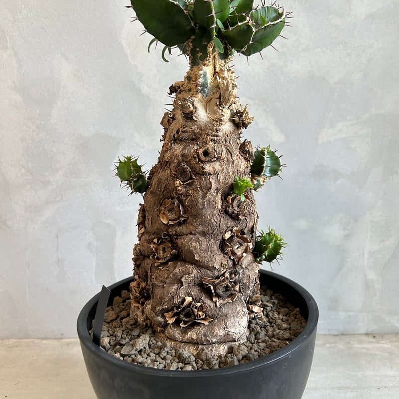 JD様　ユーフォルビア　ムランジーナ　発根済み ユーフォルビア ムランジーナ (発根済み) | ソレトナ植物店