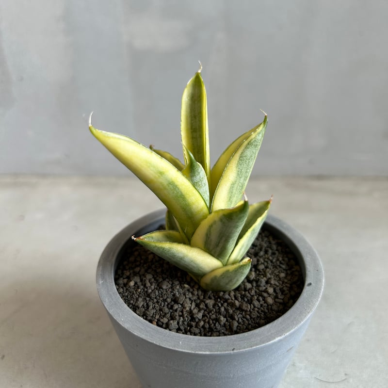 EMP サンセベリア パゴダ 斑入り 仏塔 / SA357 EMP サンセベリア パゴダ 斑入り 仏塔 / SA357