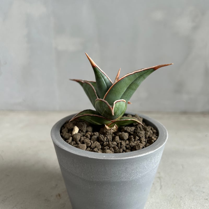 サンセベリア ピングイキュラ 斑入り | ソレトナ植物店