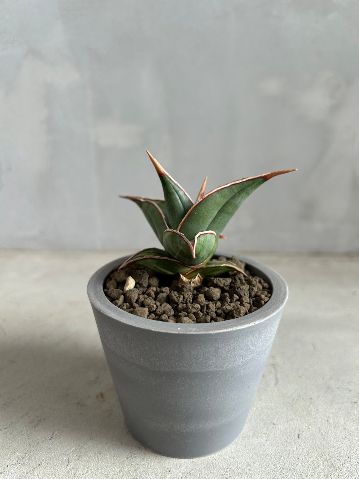 サンセベリア ピングイキュラ 斑入り | ソレトナ植物店