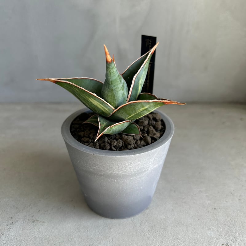 サンセベリア ピングイキュラ 斑入り | ソレトナ植物店