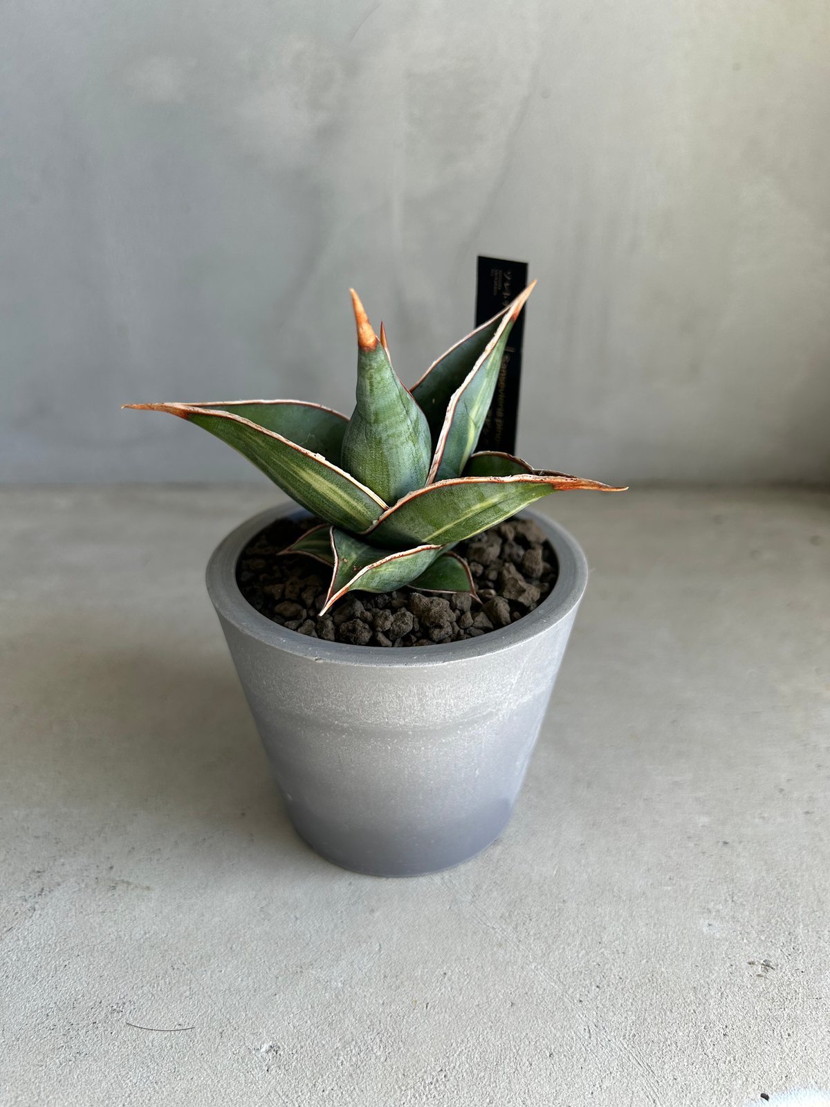 サンセベリア ピングイキュラ 斑入り | ソレトナ植物店