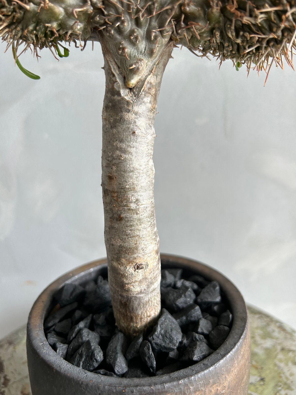10/19朝採れ南信州産松茸350g【極上開き】 野菜 10/19朝採れ南信州産松茸350g【極上開き】 野菜