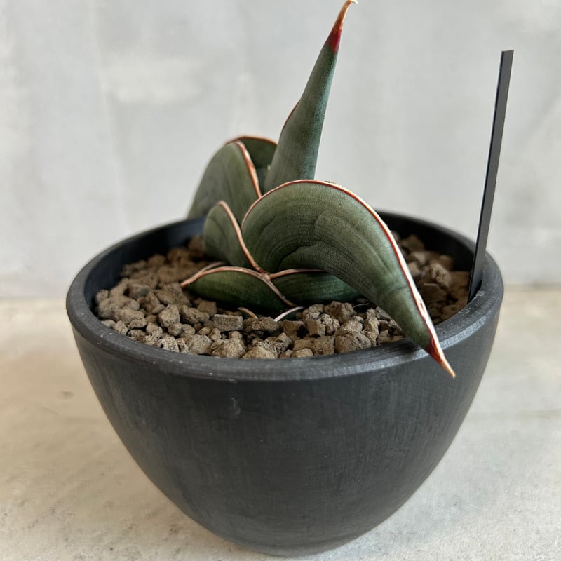 サンセベリア ロリダ | ソレトナ植物店