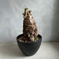 ムランジーナ発根済みです！ 現品限り】ユーフォルビア・ムランジーナ 現地株 発根済み 長期