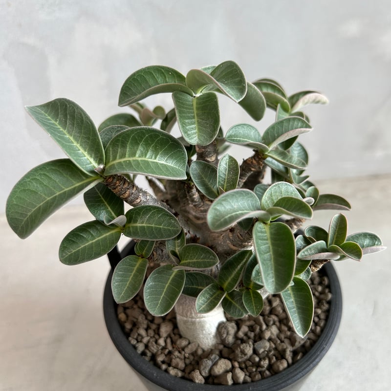 アデニウム アラビカム ブラック | ソレトナ植物店