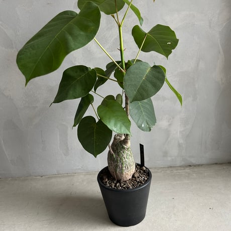 【最終値下げ】　ボンバックス ボンバックス・エリプティクム | 多肉植物・特別な鉢の販売