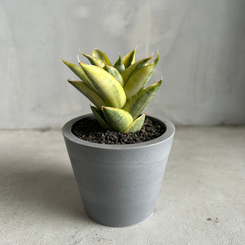 サンセベリア パゴダ 斑入り | ソレトナ植物店