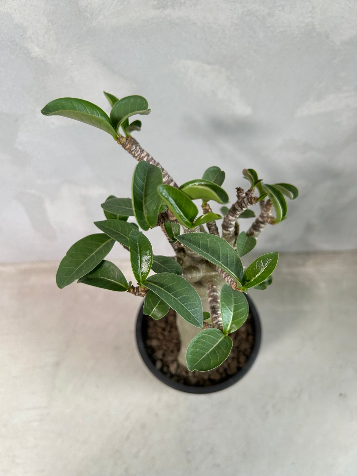 アデニウム バオバブ スタイル | ソレトナ植物店