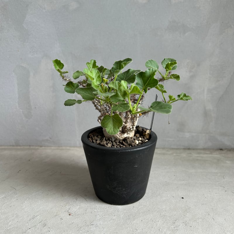 ヤトロファ マルギナータ | ソレトナ植物店