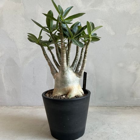 アデニウムアラビカム | STORES