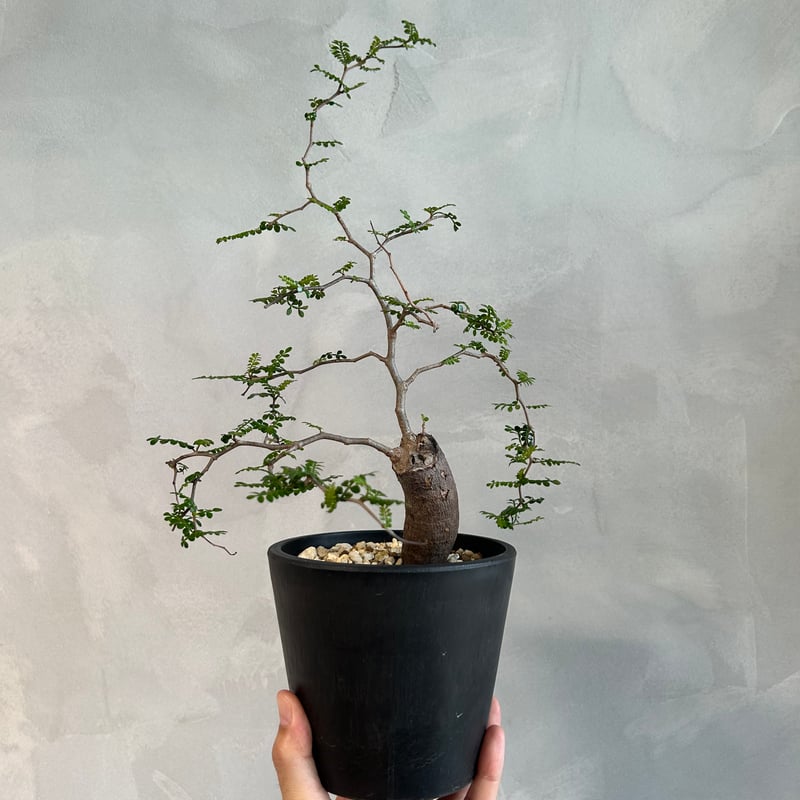 オペルクリカリア パキプス(根挿し) | ソレトナ植物店