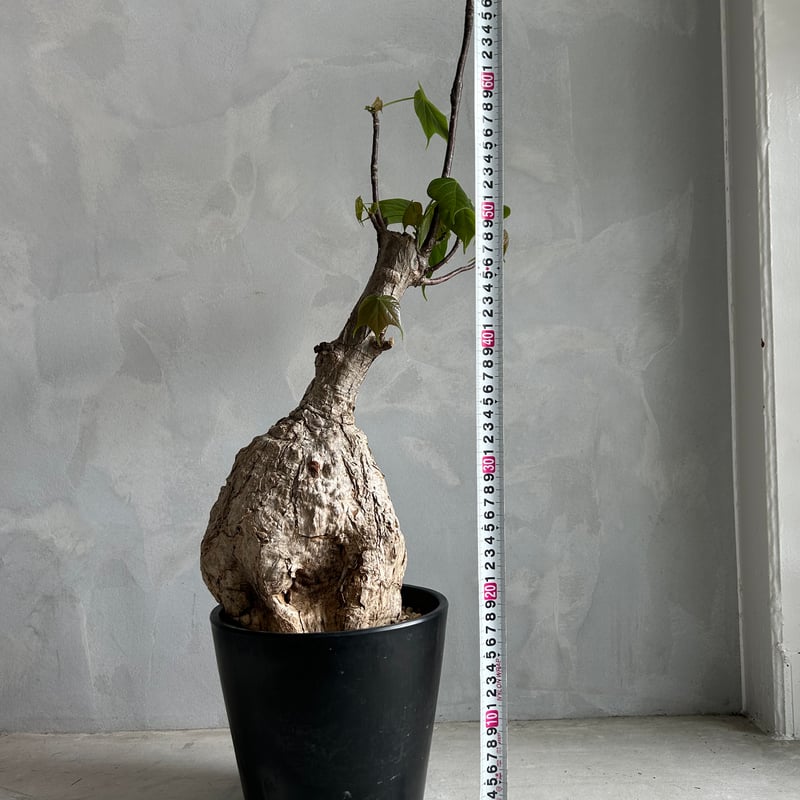 フィルミアナ コロラータ | ソレトナ植物店