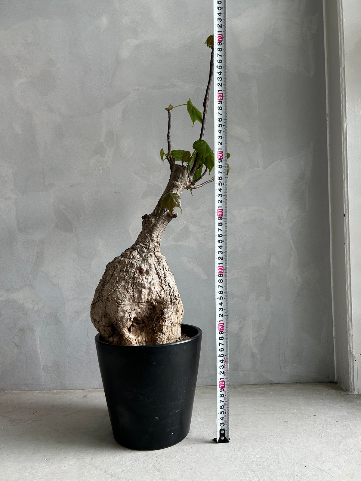 フィルミアナ コロラータ | ソレトナ植物店