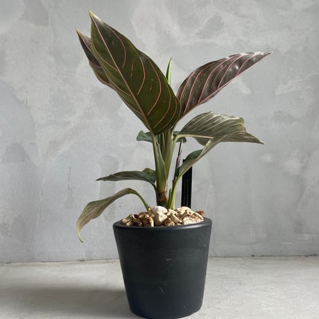 CATEGORY アグラオネマ | ソレトナ植物店