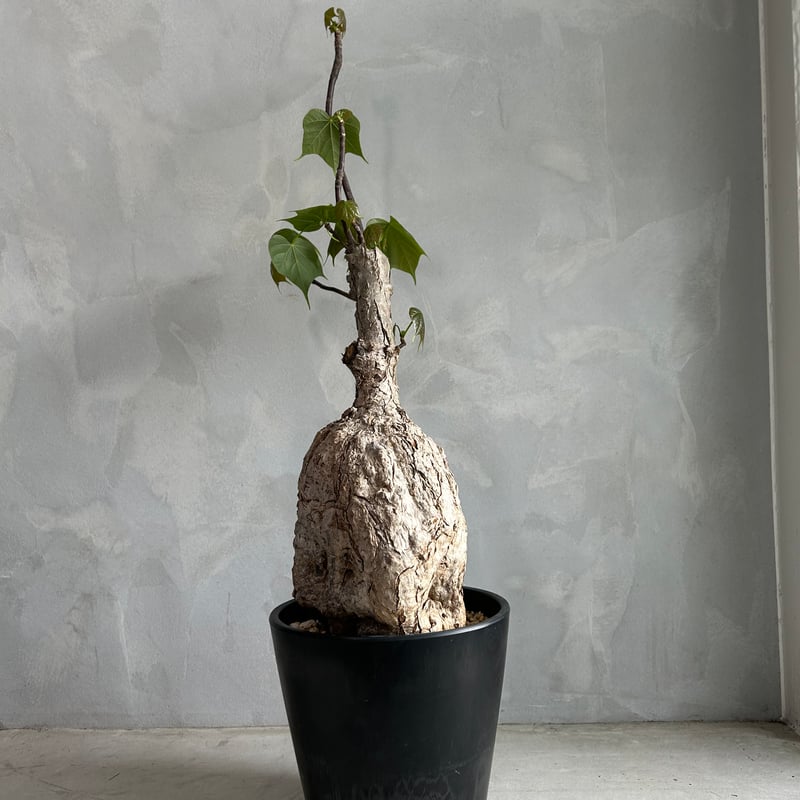 フィルミアナ コロラータ | ソレトナ植物店