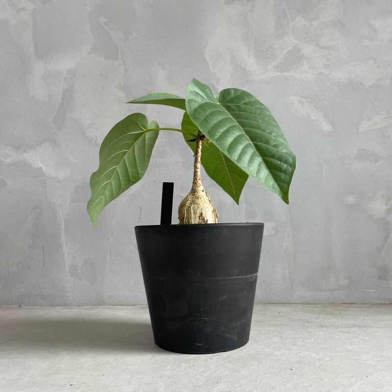 フィカス　パルメリー、コーデックス（鉢付き対応可） フィカス パルメリー、コーデックス（鉢付き対応可）