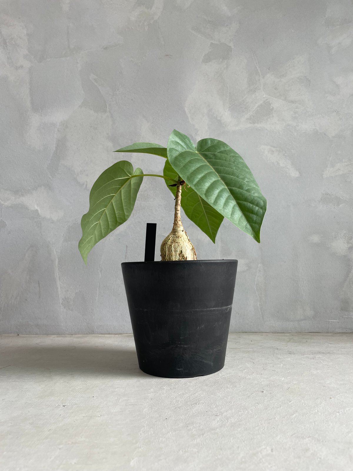 フィカス パルメリー | ソレトナ植物店