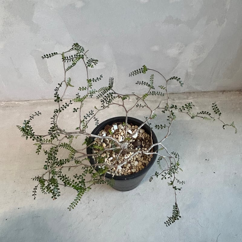 オペルクリカリア パキプス(根挿し) | ソレトナ植物店