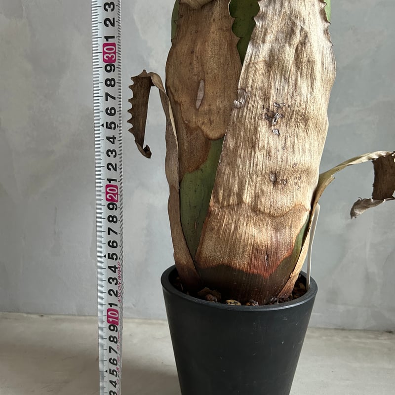 サンドラズマウンテン ホヘンベルギア サンドラズマウンテン | GREEN LUCK