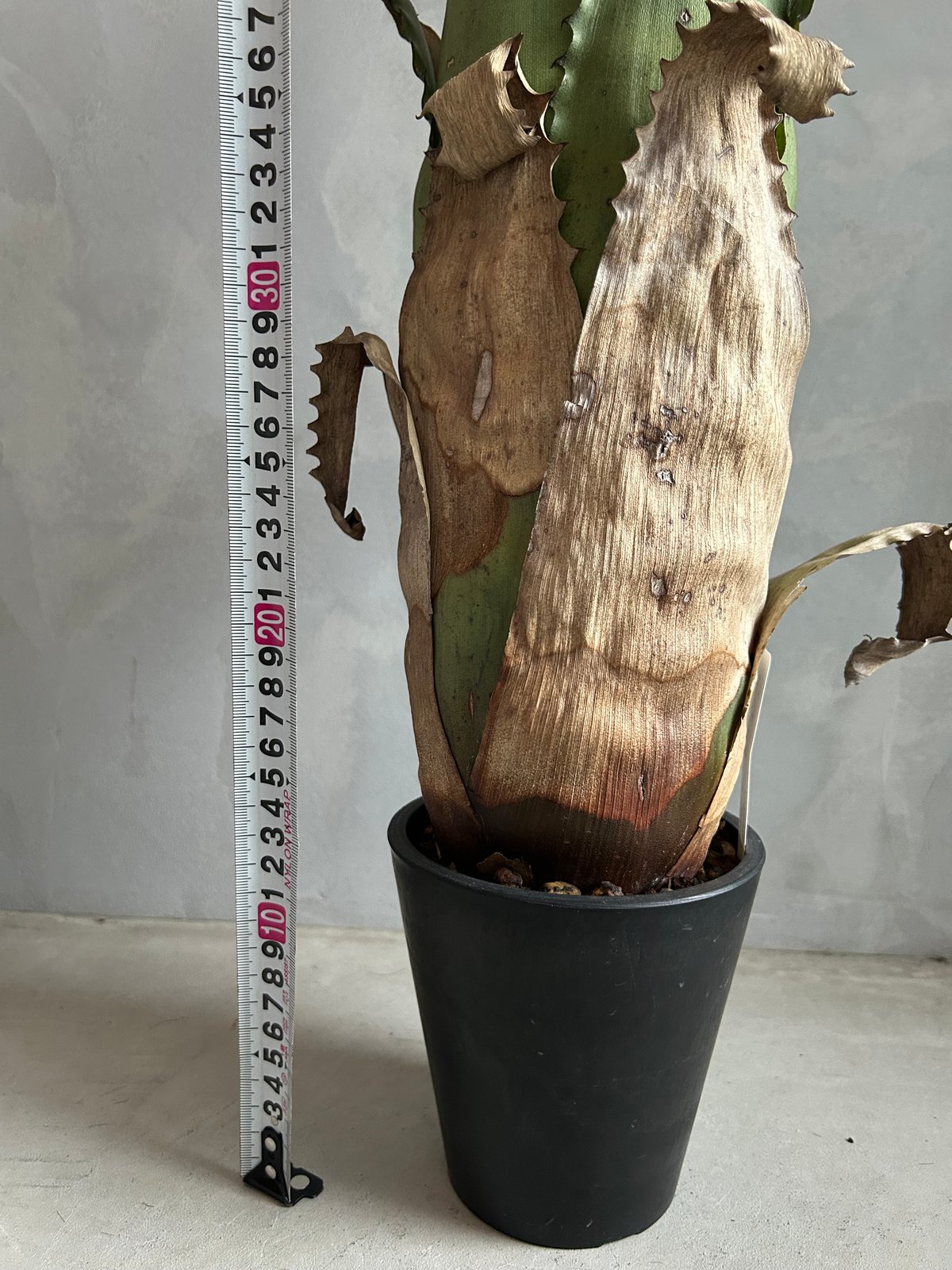 ホヘンベルギア サンドラズマウンテン | ソレトナ植物店